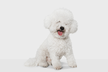 Image showing Small funny dog Bichon Frise posing isolated over white background.