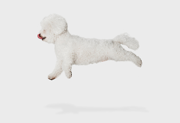 Image showing Little cute dog Bichon Frise posing isolated over white background.