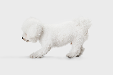 Image showing Little cute dog Bichon Frise posing isolated over white background.