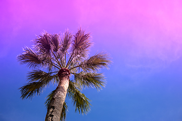 Image showing palm tree in neon lights