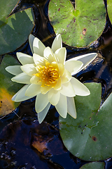 Image showing blooming water lily flower