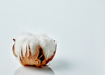 Image showing cotton plant flower