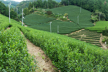 Image showing Green Tea field