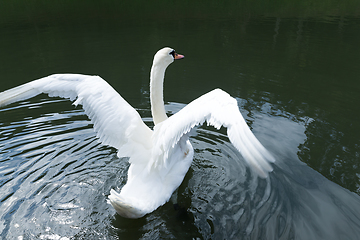 Image showing White Swan on the Lake