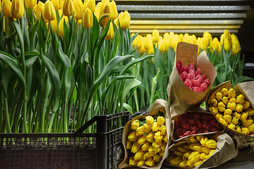 Image showing Growing tulips in a greenhouse - crafted manufacture for your celebration