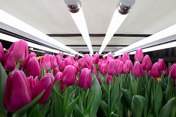 Image showing Growing tulips in a greenhouse - crafted manufacture for your celebration