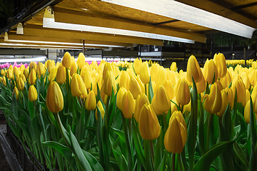 Image showing Growing tulips in a greenhouse - crafted manufacture for your celebration