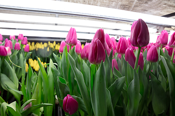 Image showing Growing tulips in a greenhouse - crafted manufacture for your celebration