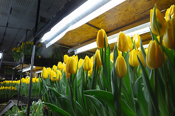 Image showing Growing tulips in a greenhouse - crafted manufacture for your celebration