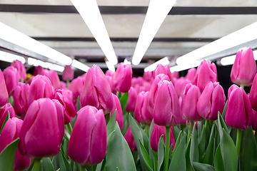 Image showing Growing tulips in a greenhouse - crafted manufacture for your celebration