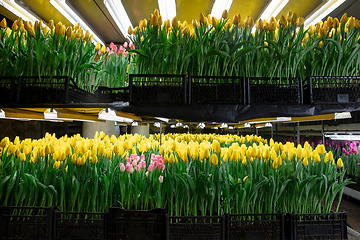 Image showing Growing tulips in a greenhouse - crafted manufacture for your celebration