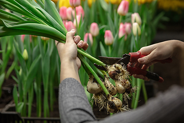 Image showing Growing tulips in a greenhouse - crafted manufacture for your celebration