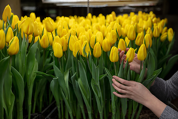 Image showing Growing tulips in a greenhouse - crafted manufacture for your celebration