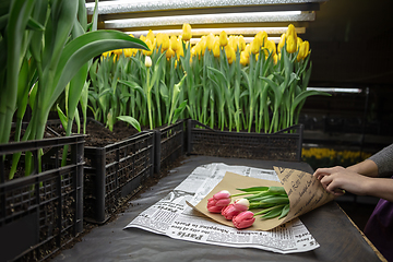 Image showing Growing tulips in a greenhouse - crafted manufacture for your celebration