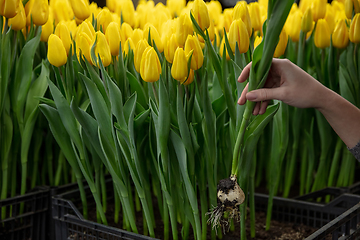 Image showing Growing tulips in a greenhouse - crafted manufacture for your celebration