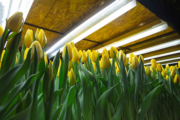 Image showing Growing tulips in a greenhouse - crafted manufacture for your celebration