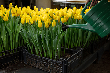 Image showing Growing tulips in a greenhouse - crafted manufacture for your celebration