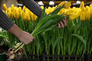 Image showing Growing tulips in a greenhouse - crafted manufacture for your celebration