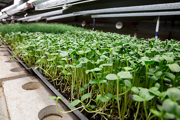 Image showing Growing tulips in a greenhouse - crafted manufacture for your celebration