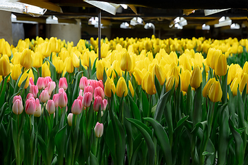 Image showing Growing tulips in a greenhouse - crafted manufacture for your celebration