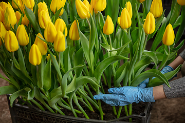 Image showing Growing tulips in a greenhouse - crafted manufacture for your celebration