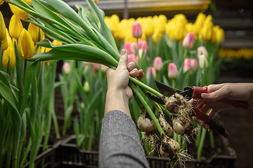 Image showing Growing tulips in a greenhouse - crafted manufacture for your celebration