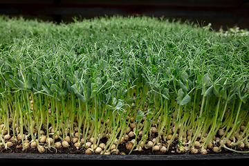 Image showing Growing tulips in a greenhouse - crafted manufacture for your celebration