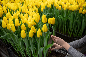 Image showing Growing tulips in a greenhouse - crafted manufacture for your celebration