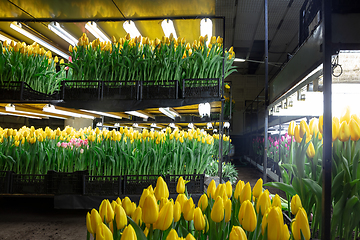 Image showing Growing tulips in a greenhouse - crafted manufacture for your celebration