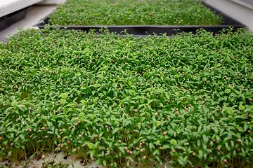 Image showing Growing tulips in a greenhouse - crafted manufacture for your celebration