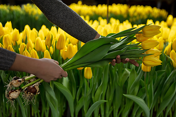 Image showing Growing tulips in a greenhouse - crafted manufacture for your celebration