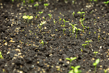 Image showing Growing tulips in a greenhouse - crafted manufacture for your celebration