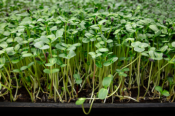 Image showing Growing tulips in a greenhouse - crafted manufacture for your celebration