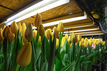 Image showing Growing tulips in a greenhouse - crafted manufacture for your celebration