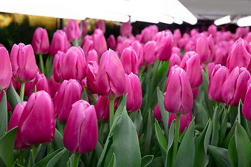 Image showing Growing tulips in a greenhouse - crafted manufacture for your celebration