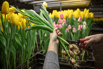 Image showing Growing tulips in a greenhouse - crafted manufacture for your celebration