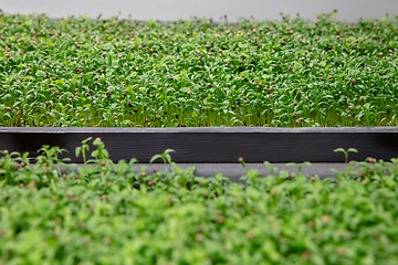 Image showing Growing tulips in a greenhouse - crafted manufacture for your celebration