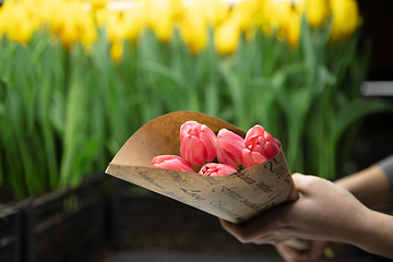 Image showing Growing tulips in a greenhouse - crafted manufacture for your celebration