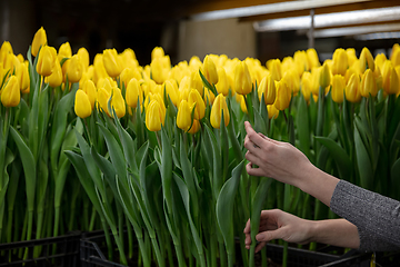 Image showing Growing tulips in a greenhouse - crafted manufacture for your celebration