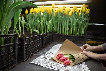 Image showing Growing tulips in a greenhouse - crafted manufacture for your celebration