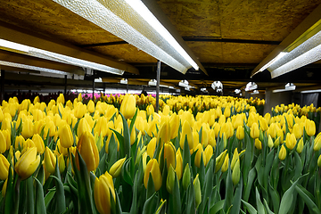 Image showing Growing tulips in a greenhouse - crafted manufacture for your celebration