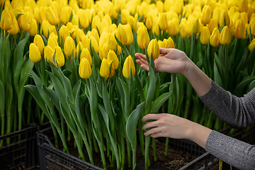 Image showing Growing tulips in a greenhouse - crafted manufacture for your celebration