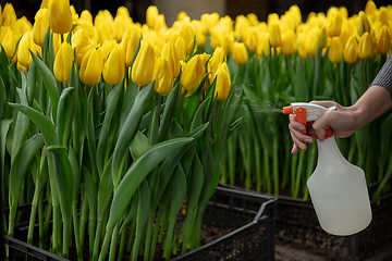 Image showing Growing tulips in a greenhouse - crafted manufacture for your celebration