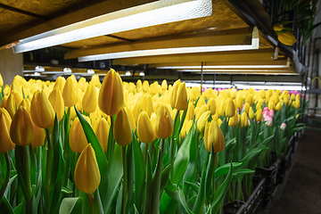 Image showing Growing tulips in a greenhouse - crafted manufacture for your celebration