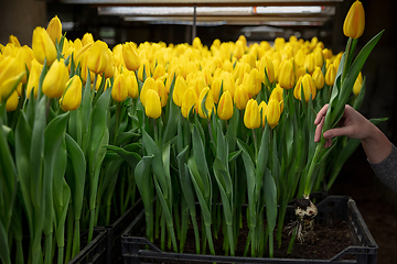 Image showing Growing tulips in a greenhouse - crafted manufacture for your celebration