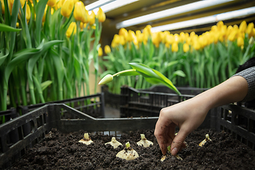 Image showing Growing tulips in a greenhouse - crafted manufacture for your celebration