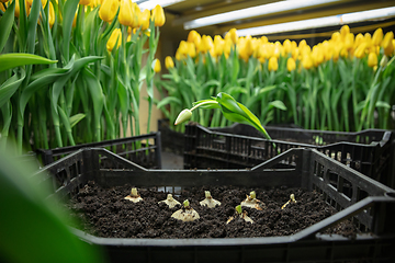 Image showing Growing tulips in a greenhouse - crafted manufacture for your celebration