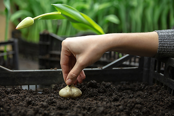 Image showing Growing tulips in a greenhouse - crafted manufacture for your celebration