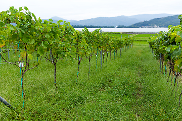 Image showing Grapevines with Bunches of Grapes