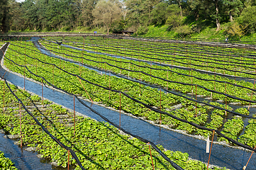 Image showing Wasabi farm